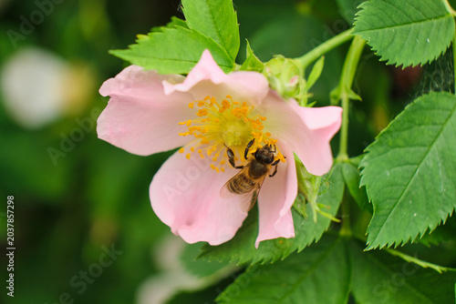 Konstfotografi Honey bee working on a blooming pink dog rose surrounded by green leaves