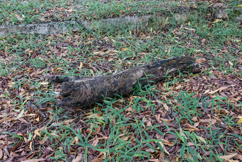 Fallen rotten log among dry leaves for natural decay concepts. Weathered wood on park floor suited for compost and ecology. Organic forest debris showing decomposition and soil renewal