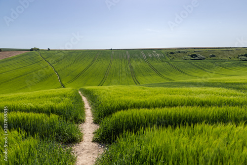 Looking along a pathway through a field of vibrant young barley crops, on a sunny spring day