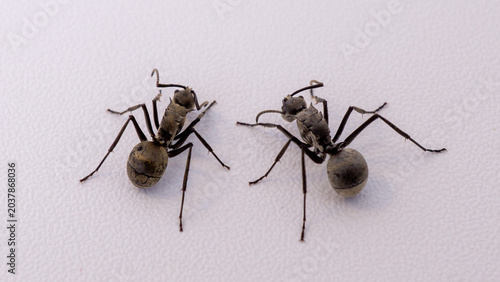 Fotografía Black ants interaction close up isolated on white background, macro photography