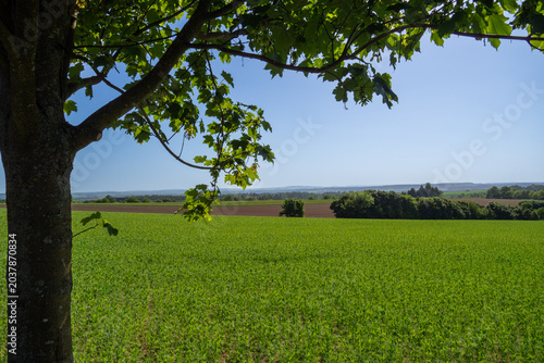 Foto Green Wheat Field Framed By Tree, Rolling Countryside Under Clear Blue Sky, Dist