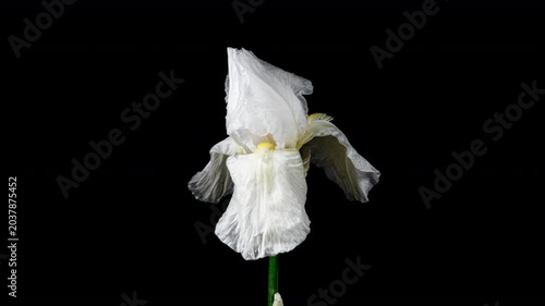 White Yellow Iris Flower Opening Bud in Time Lapse on a Black Background. Tender Garden Flower Wilt After Blooming in Timelapse
