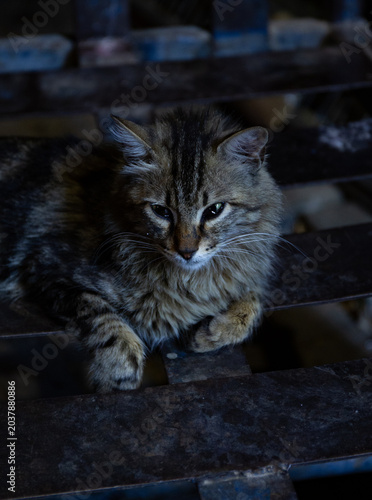 Canvastavla cat at night