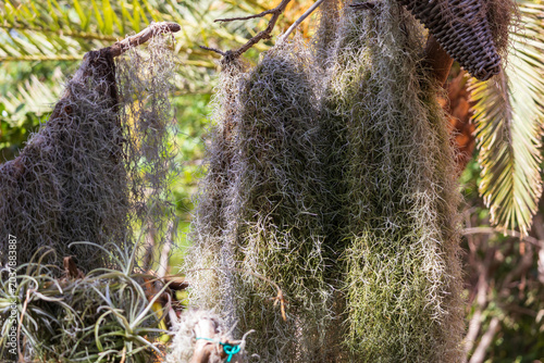 Cuadro en lienzo Dense Spanish Moss Hanging From Branches in a Lush Tropical Greenhouse Botanical