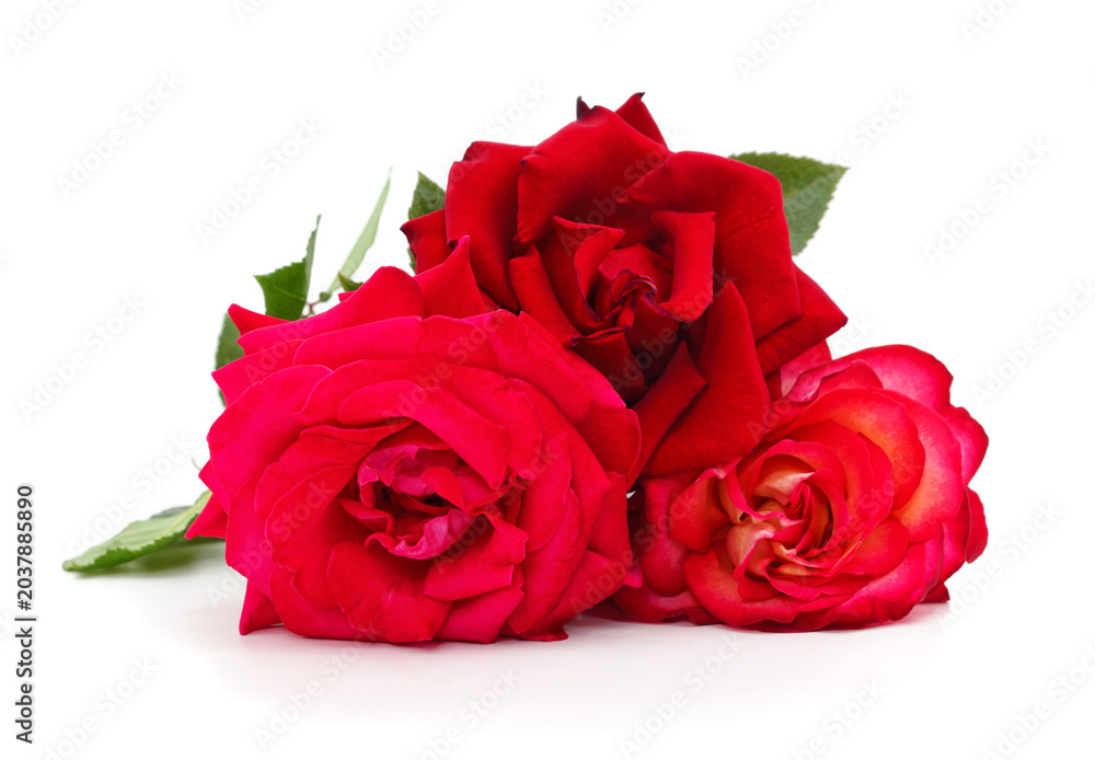 Naklejka premium Beautiful red roses with green leaves isolated on a white background.