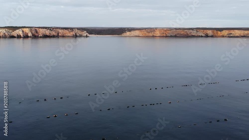 Aerial Perspective Showcasing Peaceful Water Surfaces And Marine Aquaculture Setups During Early Morning Hours . Media
