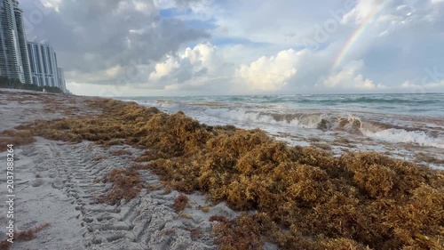 Playa de Miami, Florida Invadida por el Sargazo – Video 4K Horizontal