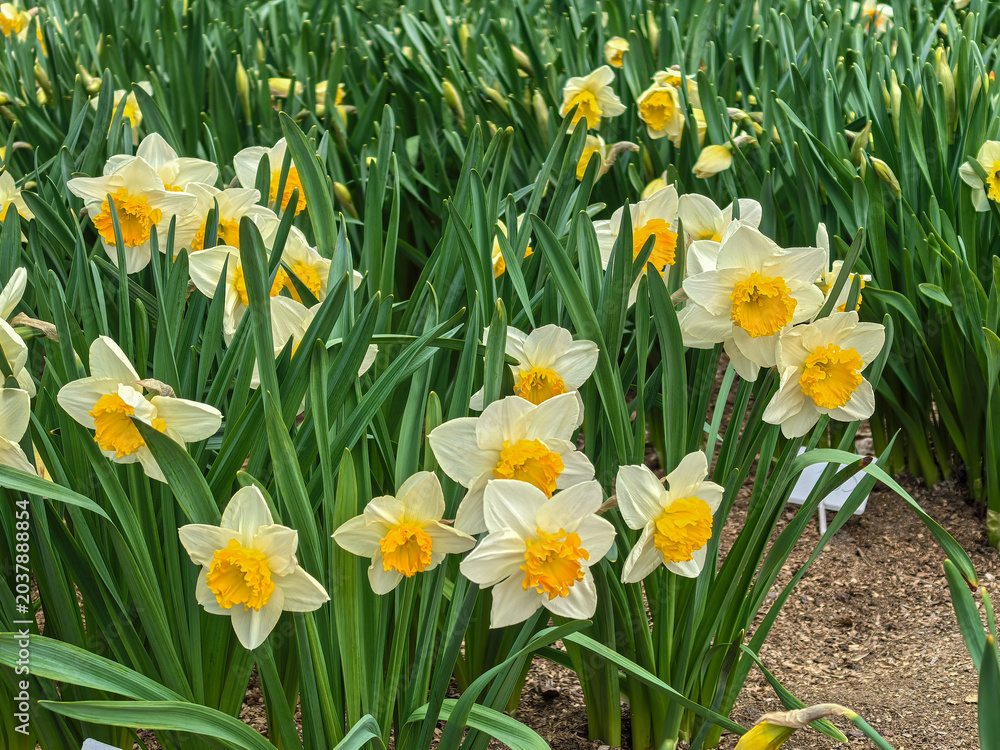 Obraz premium Beautiful Narcissus Flowers with Yellow Corona in Spring Garden