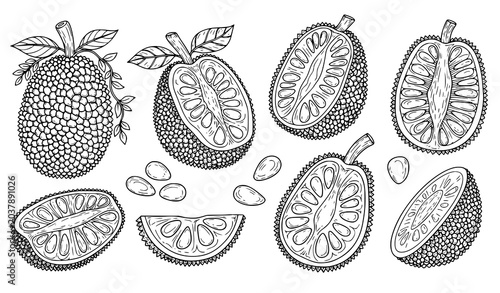 Bild auf Leinwand Detailed Jackfruit Botanical Illustration Collection with Sliced Tropical Fruit