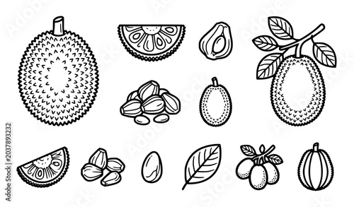 Bild auf Leinwand Detailed Jackfruit and Tropical Fruit Illustration Set with Leaves Seeds and Bot