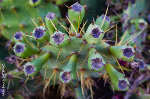 Opuntia stricta es una especie de cactus grande que es invasora