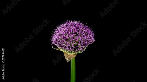 Time Lapse of Blooming Big Violet Allium Christophii Flower Isolated on Black Background. Time-lapse of Decorative Garlic Flower Bloom Side view, Close up Opening Onion Head Bud