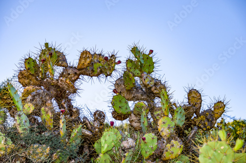 Opuntia stricta es una especie de cactus grande que es invasora