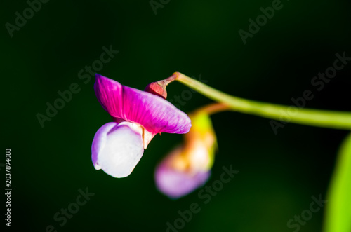 Lathyrus sylvestris, el guisante plano o guisante perenne de hojas estrechas, es una especie de planta con flores perteneciente a la familia de las leguminosas y las legumbres (Fabaceae)