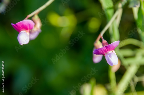 Lathyrus sylvestris, el guisante plano o guisante perenne de hojas estrechas, es una especie de planta con flores perteneciente a la familia de las leguminosas y las legumbres (Fabaceae)
