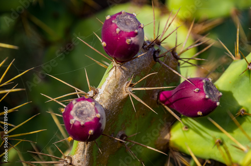 Opuntia stricta es una especie de cactus grande que es invasora