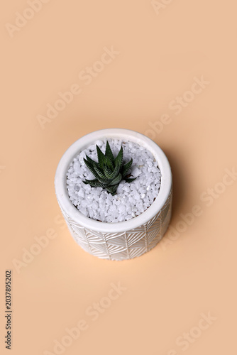 Small cactus plant in little pot