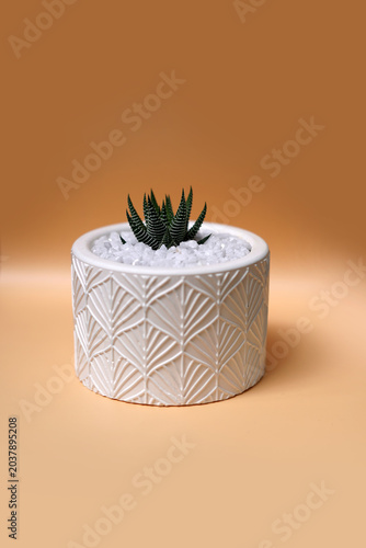 Cactus plant in a beautiful vase
