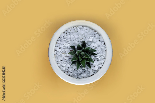 Cactus flower in a pot