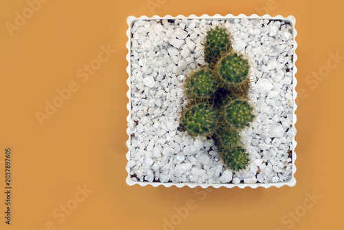 cactus plant on a wooden surface