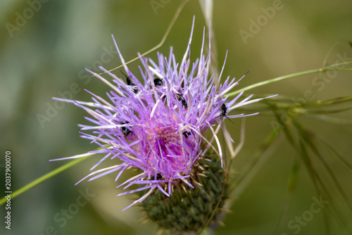 Closeup of wildflowers in the park