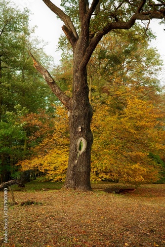 autumn in the forest