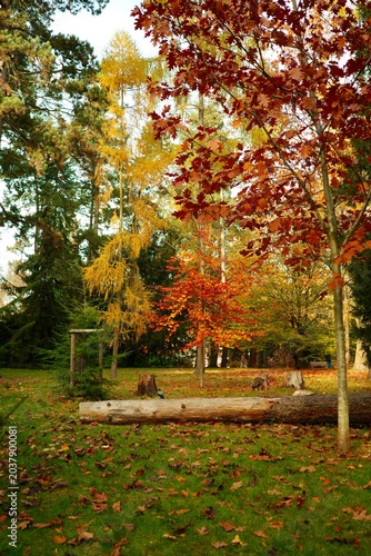 autumn in the park