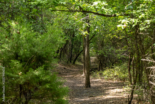 walking path in the forest
