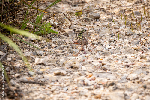 Fotografie lizzard in the walking path