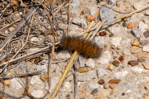 caterpillar on a leaf