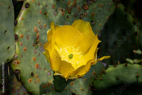 yellow cactus flower