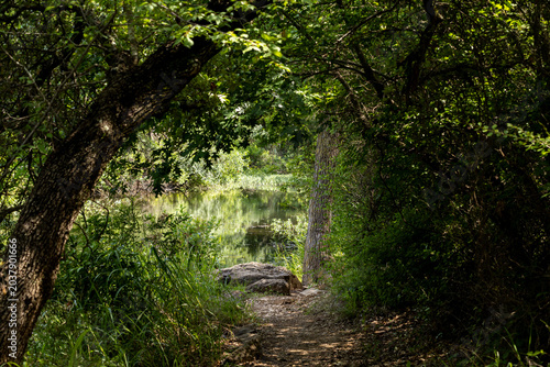 walking path in the forest