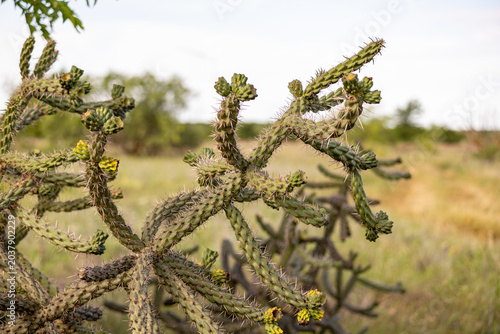 cactus in a Texas park