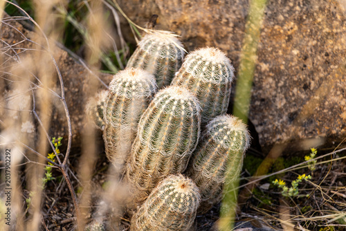 cactus in the desert