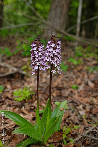 broad leaved marsh orchid in thuringia in spring