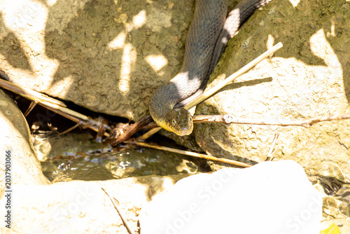 snake hidden in the creek