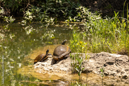 turtles sunbathing on the rocks
