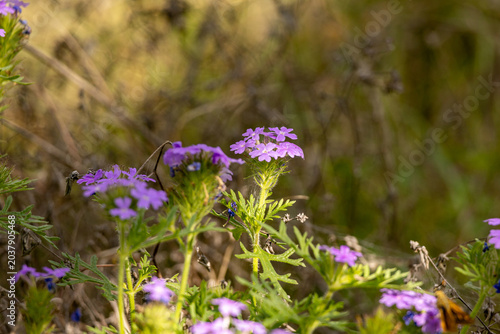 purple flowers in the garden