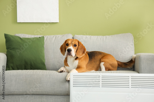 Cute Beagle dog lying on so...