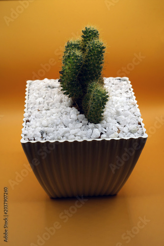 Table cactus plant in a pot