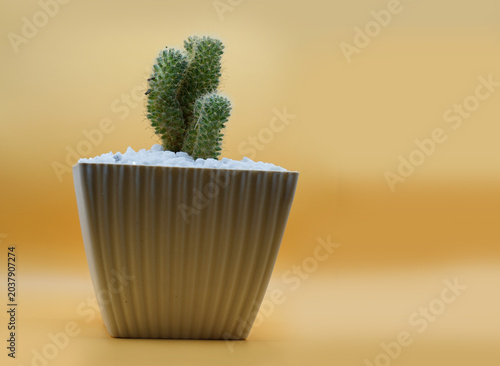 cactus in a pot