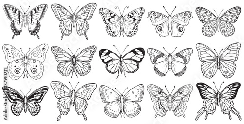 Fotografie Set of 15 hand drawn sketch butterfly species vector illustration collection bla