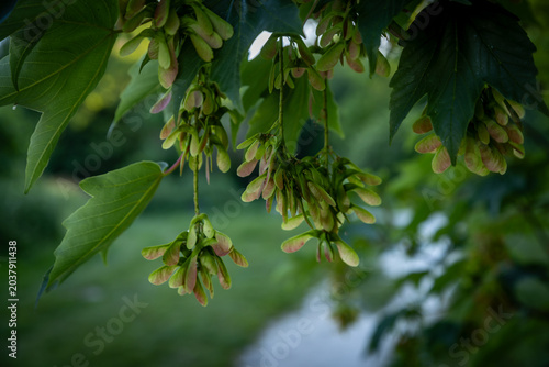 Photos A close up of the samara seeds on a sycamore tree in springtime, with a shallow
