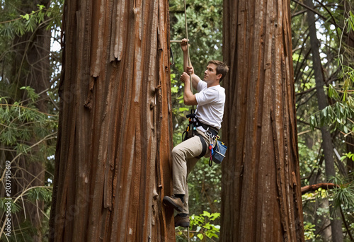 Tree Climber Harvesting in Giant Sequoia Forest