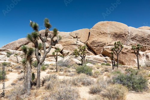 Joshua Tree National Park Landscape