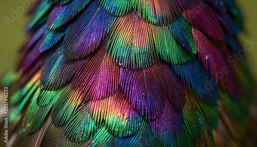 Extreme macro close-up of iridescent hummingbird feathers displaying brilliant metallic colors and intricate natural texture. Abstract wildlife background featuring shimmering green, purple, blue, and