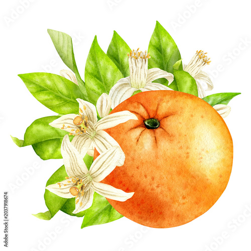 Watercolor Whole Orange With Blossoms and Green Leaves
