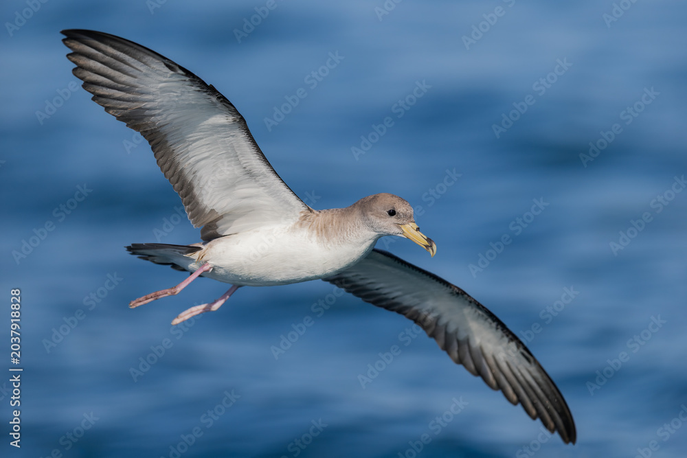 Obraz premium Scopoli's Shearwater (Calonectris diomedea) in elegant gliding flight over the Mediterranean Sea, Liguria, Italy
