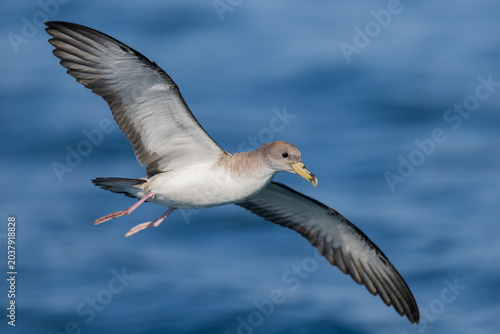 Foto Scopoli's Shearwater (Calonectris diomedea) in elegant gliding flight over the M
