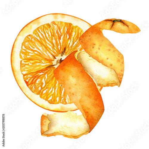 Watercolor Orange Slice With Citrus Peel Spiral